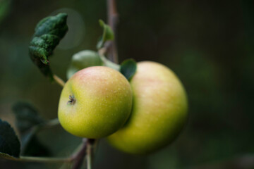 Green apple on mother plant tree in the garden