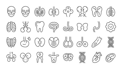 Human Anatomy Icons: A minimalist line art illustration depicting a comprehensive set of human organs and skeletal structures.