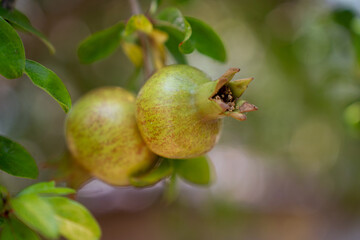 Pomegranate on mother plant tree in the garden