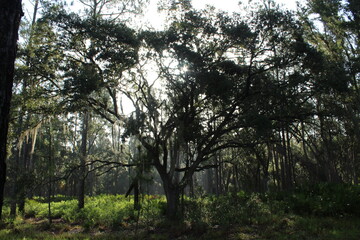 Fototapeta premium sun rays through trees