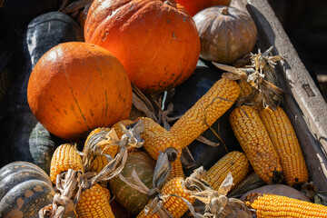 pumpkins and corn