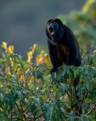 Howler Monkey Perched High in Jungle Canopy Calling Through Early Morning Mist