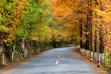 forest scene in Liuba, Shaanxi, China