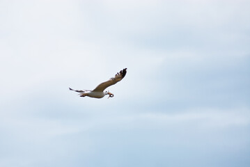 Seagull in Flight Holding an Eel Fish Against Blue Sky Background