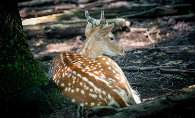 Fototapeta premium Fellow Deer in woods