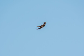 Common kestrel, Falco tinnunculus, hovered in the air in search of prey