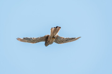 Common kestrel, Falco tinnunculus, hovered in the air in search of prey