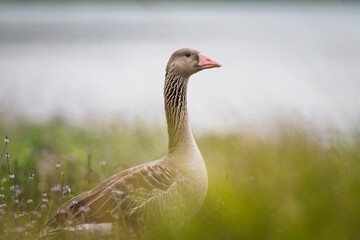 Gans im Gras mit Bokeh