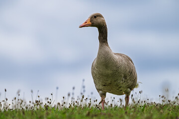 Gans vor blauem Himmel