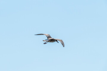 Sea gull in the clear blue sky.