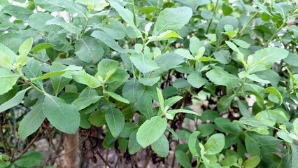 Fresh Indian Camphorweed Foliage – Close-Up of Traditional Herbal Plant Pluchea Indica for Natural Wellness and Botanical Concepts	
