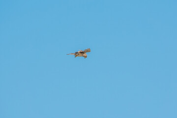 Common kestrel, Falco tinnunculus, hovered in the air in search of prey