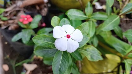 Vibrant white Periwinkle flower (Catharanthus roseus) with water droplets, a popular tropical flowering plant used in traditional medicine.