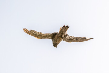 Common kestrel, Falco tinnunculus, hovered in the air in search of prey