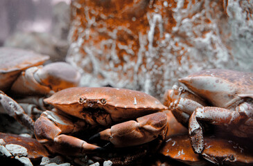 Seafood restaurant. Big crabs behind water tank glass.