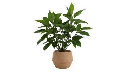 Lush green plant in a textured pot, set against a transparent backdrop offering botanical serenity