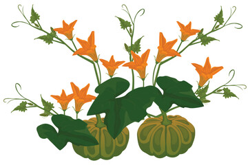 Pumpkin plant on white background vector design