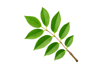 Green ash tree leaf branch isolated on transparent background