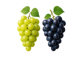 Fototapeta premium Two bunches of fresh grapes green and purple isolated on transparent background