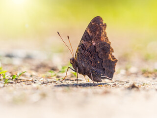 Peacock butterfly on the ground among the grass