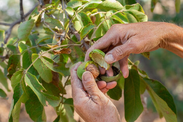 Ripe walnuts.The concept of harvesting walnuts in autumn.