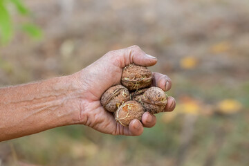 Ripe walnuts.The concept of harvesting walnuts in autumn.