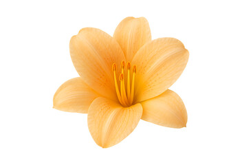Single orange lily flower isolated on transparent background
