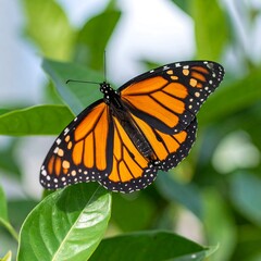 Fototapeta premium Monarch butterfly on green leaves