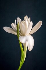 Obraz premium The elegance and beauty of tuberose or agave amica flower; Polianthes Tuberosa; close-up photography 