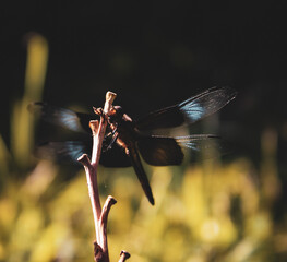 a dragonfly resting on a slender, dormant azalea stem with bokeh effect background and space for copy