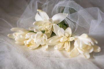 The elegance and beauty of tuberose or agave amica flower; Polianthes Tuberosa; close-up photography	