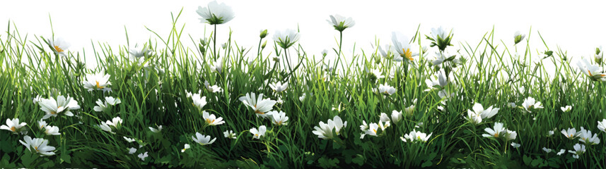 Green grass with white flowers on the edge, with a transparent background