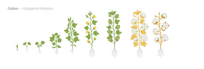 Botanical illustration of cotton plant growth stages