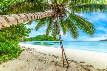 Wooden ladder on a palm tree in a tropical beach