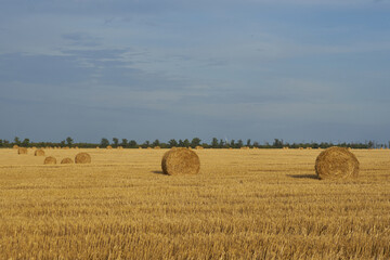 Fototapeta premium agriculture field under beautiful sky