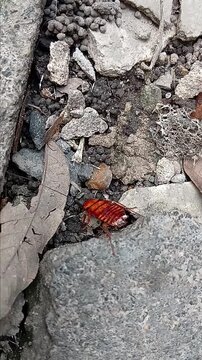 Cockroach is Dying at House