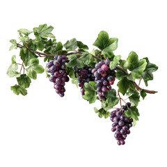 PNG of A lush green vine with clusters of ripe purple grapes hanging gracefully.