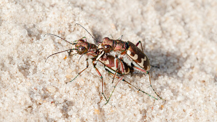 mosquito sucking blood