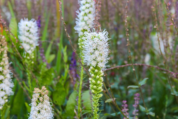 Fototapeta premium White flowering spike plants blooming in natural garden setting with green foliage background