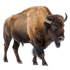 Fototapeta premium A majestic bison stands isolated on a transparent background
