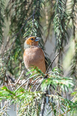 Common chaffinch, Fringilla coelebs, sits on a tree. Common chaffinch in wildlife.
