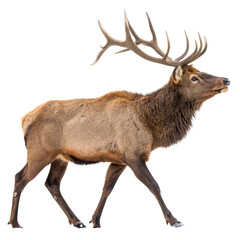A majestic elk with large antlers walks on a transparent background