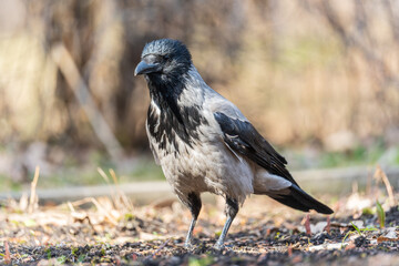 Hooded crow, corvus cornix, standing on the lawn in the spring or summer