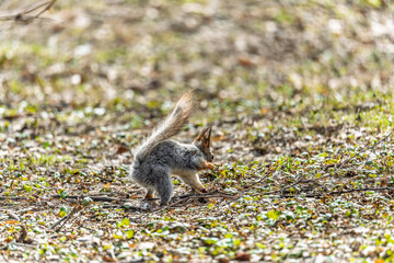 Squirrel in autumn or spring with nut on the green grass with fallen yellow leaves