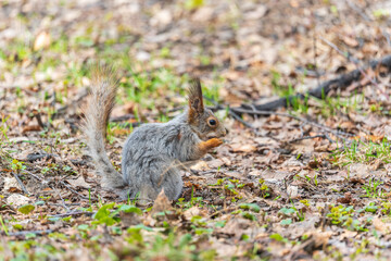 Squirrel in autumn or spring with nut on the green grass with fallen yellow leaves