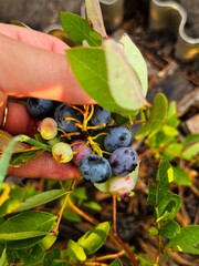 Hand Picking Blueberries from the Bush