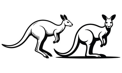 kangaroo vector illustration