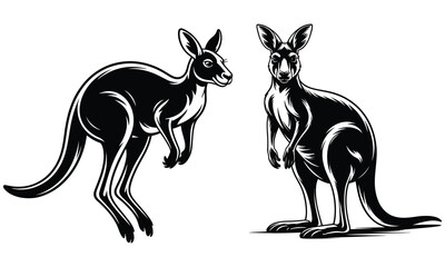 kangaroo vector illustration