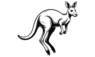 kangaroo vector illustration