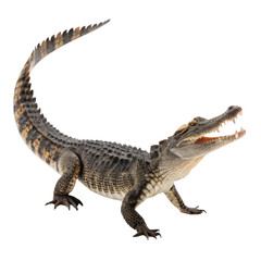 Naklejka premium An alligator with its mouth open, isolated on transparent background
